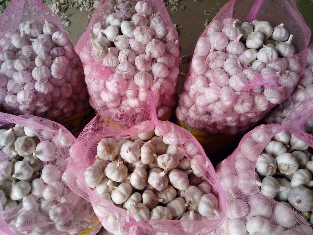 grosir importir bawang putih surabaya_supplier agen bawang putih_distributor bawang putih surabaya