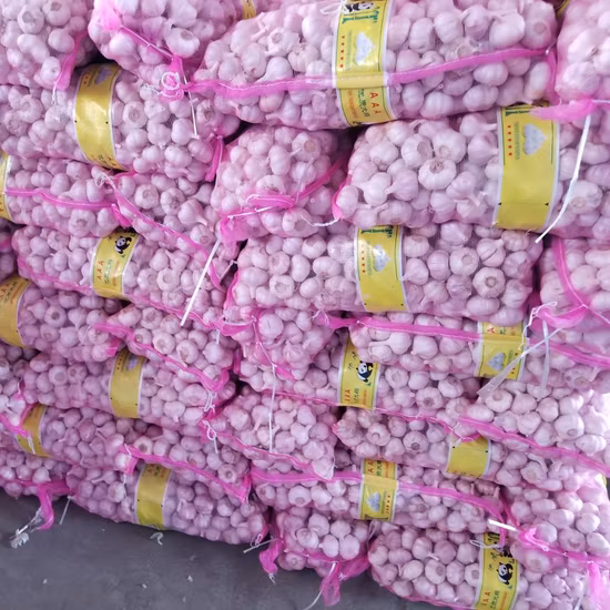 importir bawang putih kating surabaya_agen bawang putih_distributor bawang putih surabaya
