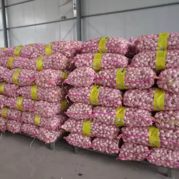 importir bawang putih_agen bawang putih_distributor bawang putih surabaya