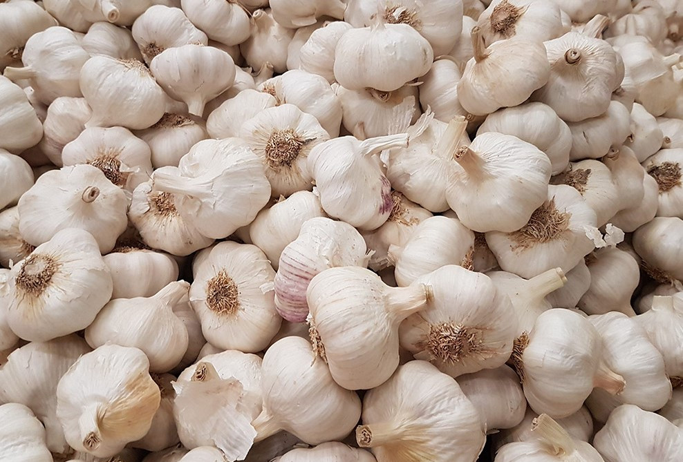 importir bawang putih_supplier bawang putih_distributor bawang putih